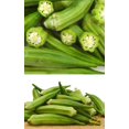 thumbnail image 2 of HJADGG Okra Seeds 60 Seeds, Green Tender Spineless Okra Seed, Vegetable Seeds Healthy Vegetable Delicious Food Rich in Nutrition for Farm Garden Planting, 2 of 4