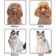 thumbnail image 4 of Cat Brush, Self-cleaning Cat Brush, Undercoat Removal, Dog Brush, Shorthair To Longhair Cat, Soft Cat Brush, 4 of 4
