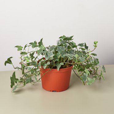 「sckng.w 」la basic IVY Wicker Park™ Single Hole Wall Hung Bathroom Sink - Gerber