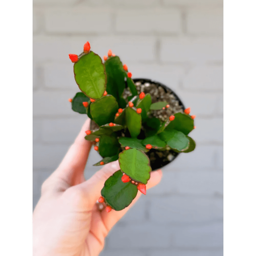 Orange Easter Cactus Plant Live for Planting, Easter Cactus Plant, Orange Spring Cactus Plant Perennial Flower Easter Cactus for Indoor Garden, 4 to 6 Inch Tall, No Pot