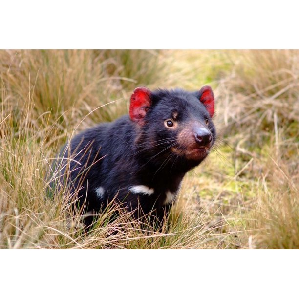 Cute Tasmanian Devil Taz Scream Baby Yell Loud-12 Inch BY 18 Inch