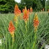 Proven Winners Outdoor Live Plant Kniphofia 1G