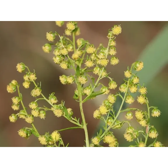 1000 Sweet Annie Seeds - Artemisia annua - Sagewort - Wormwood