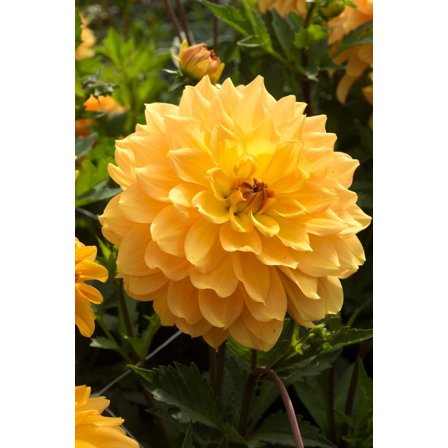 Karma Gold Decorative Dahlia - 1 Bulb Clump - Bright Golden Yellow