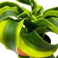 thumbnail image 5 of Dracaena Tornado 4 inch, Twisted Fragrans Rare Indoor Plant, 5 of 8