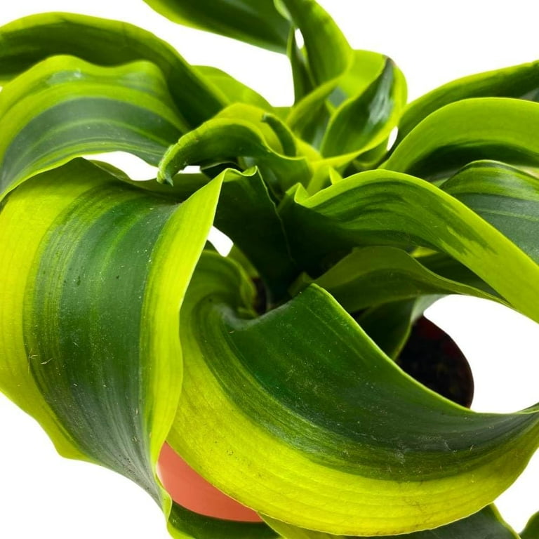 monstera cheese plant Monstera adansonii (Swiss Cheese Plant) – Planted main image 1