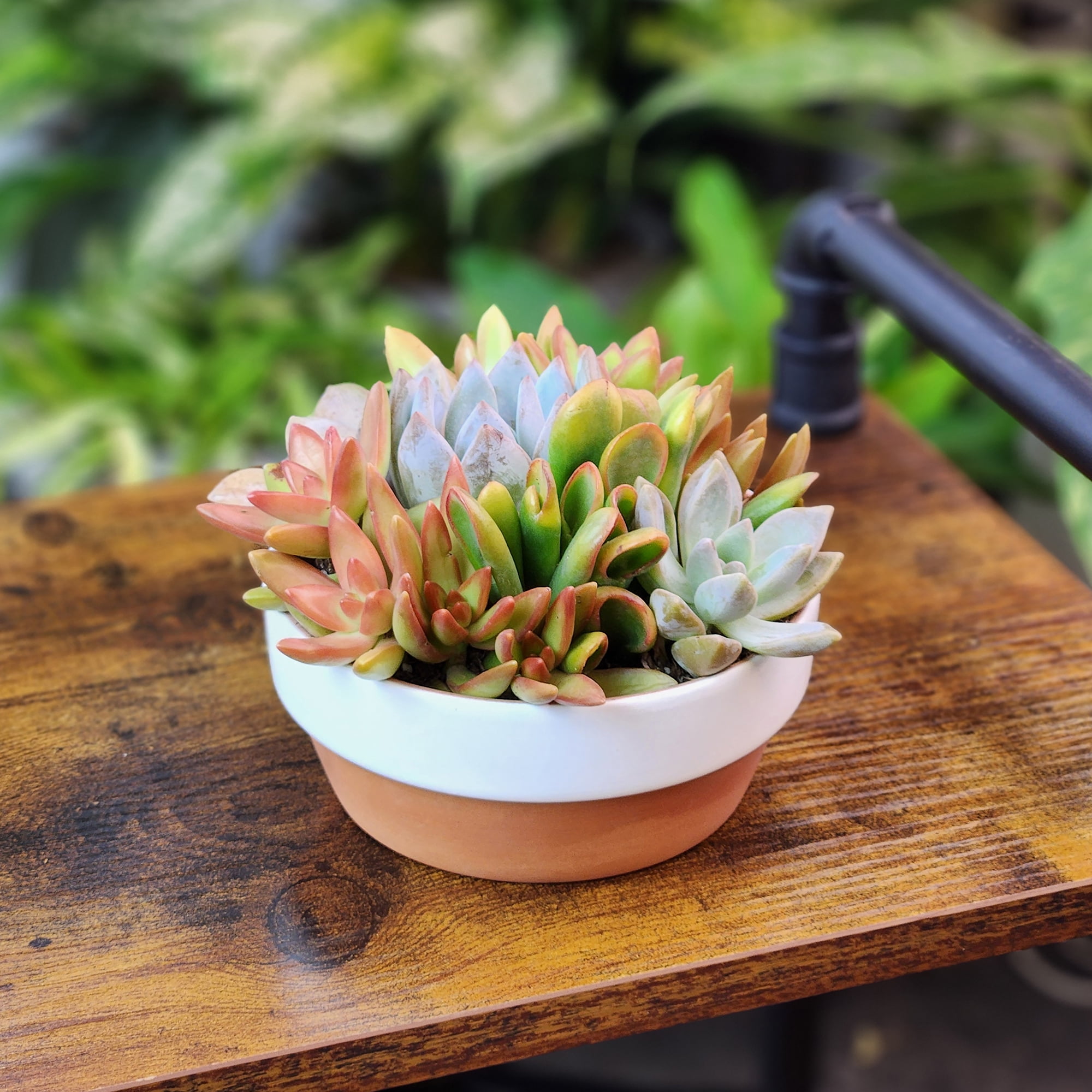 Element Live Succulents Garden Decor, 5" White Rim Clay Plant Gift, Easy Live Plants, Full Sun