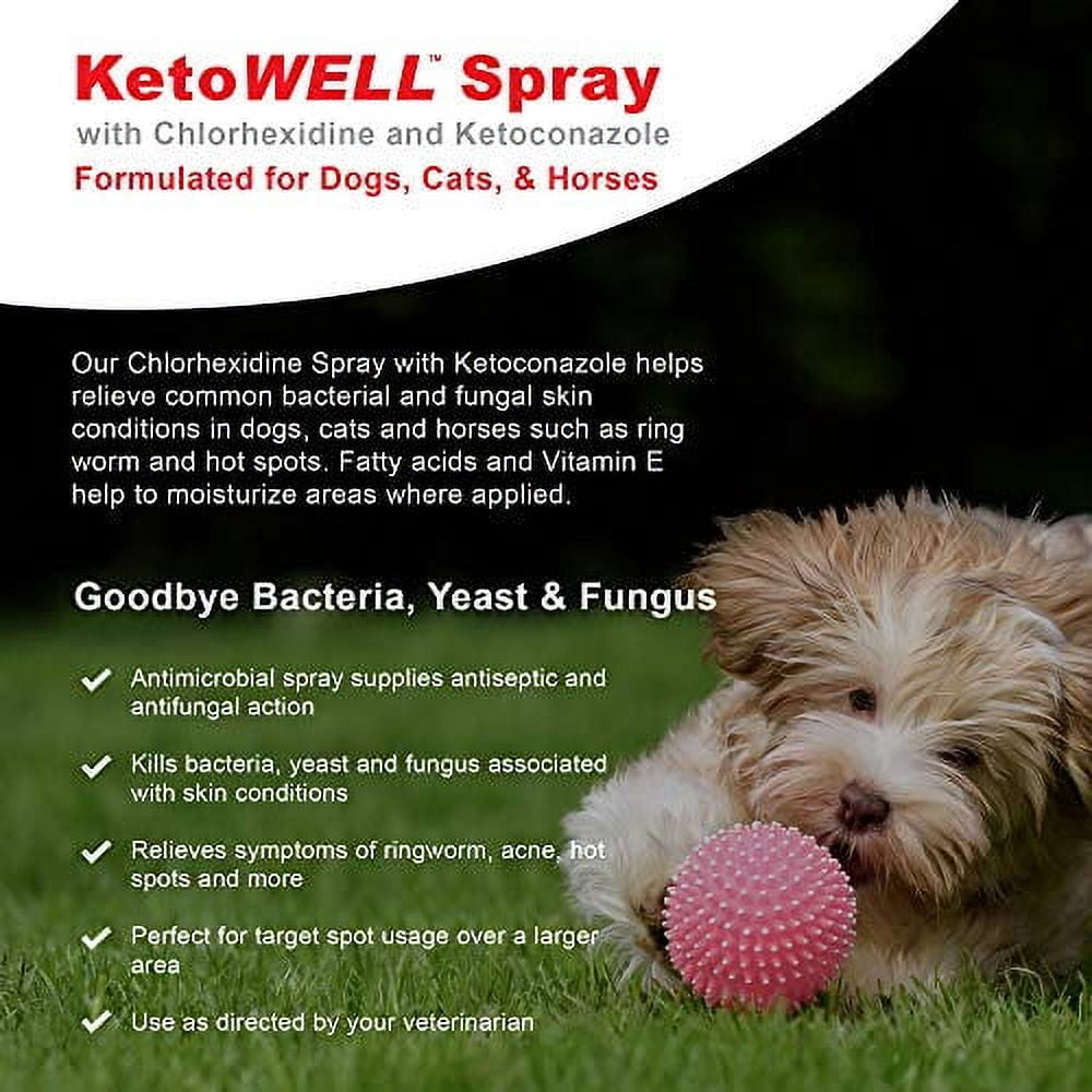 VetWELL Chlorhexidine Medicated Spray 8oz for Dogs & Cats Hot Spot Treatment, Skin Infections & Conditions, Acne Aloe & Vitamin E
