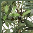 thumbnail image 6 of GIKPAL Artificial Olive Plants, 7ft Plastic Olive Tree over 1872 Leaves Pre Potted Faux Greenry Tall Trees for Indoor, House Decorations for Living Room, 6 of 8