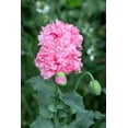 thumbnail image 4 of 300 Seeds Organic ROSE PEONY POPPY Pink Papaver Peoniflorum Flower Seeds, 4 of 6