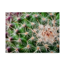 Trademark Fine Art 'Cactus Spines' Canvas Art by Janice Sullivan