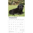 thumbnail image 4 of Schnauzer Puppies 2026 12x24" (Hanging) Wall Calendar | Plastic-Free | BrownTrout, 4 of 9