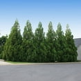 thumbnail image 6 of Brighter Blooms - Cryptomeria Radicans, 4-5 ft. - No Shipping To AK, AZ, HI, 6 of 6