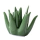 thumbnail image 3 of Soporte de cerámica para anillos de Aloe, soporte de exhibición para regalo, organizador de joyas, plato de anillo para mesita de noche, gabinete,, 3 of 8
