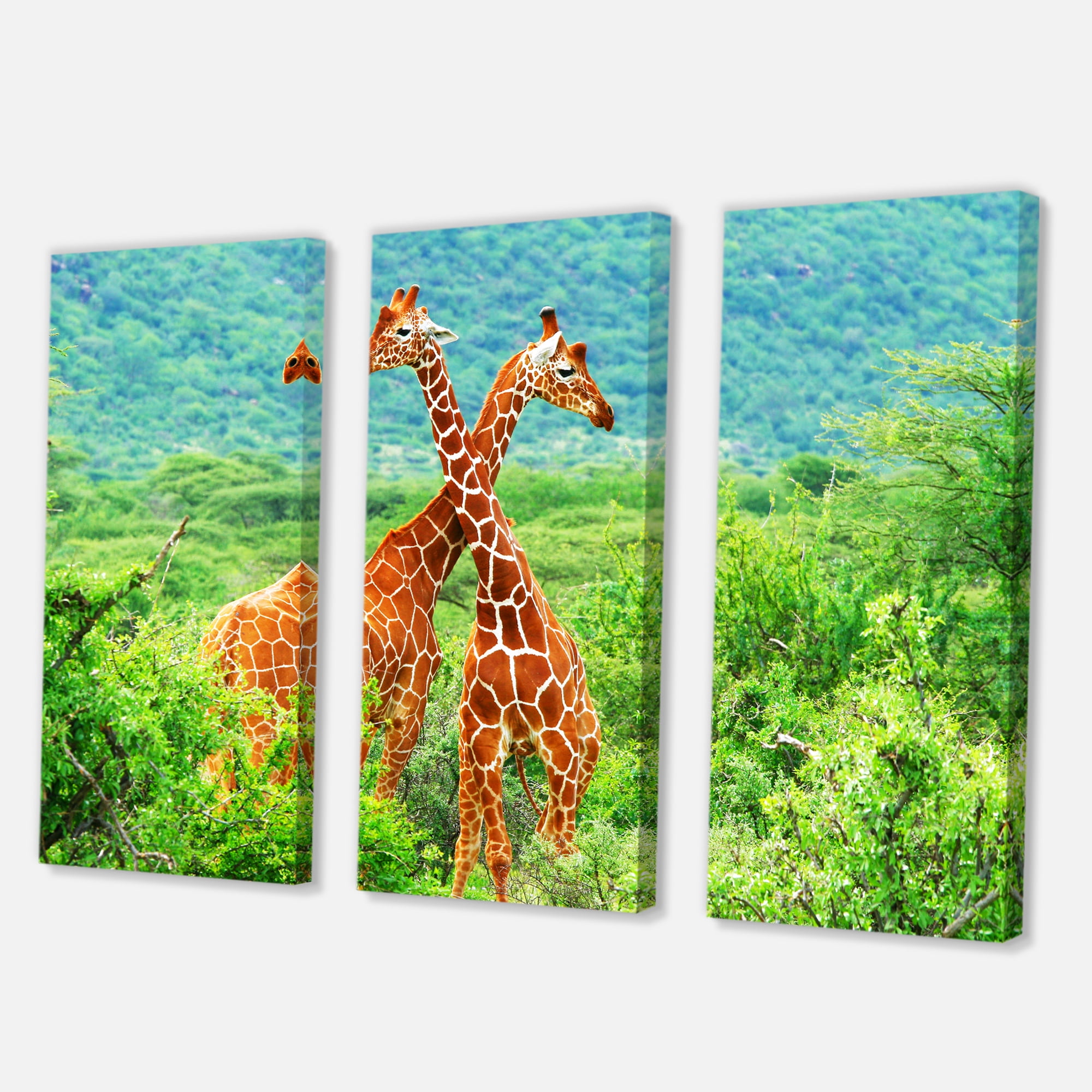 Two Giraffes Fighting In Lush Green Wild 28 in x 36 in Photography Canvas Art Print, by Designart