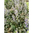 thumbnail image 3 of 5 Chocolate Chip Ajuga in 4 Inch Pots, 3 of 4