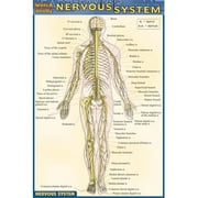 BarCharts- Inc. Nervous System