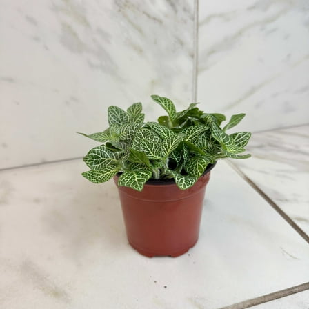 Fittonia Mini White Vein Nerve, 4" Plant