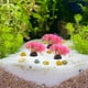 thumbnail image 4 of unbranded 20Ud De Plástico Para Acuario Betta Natural Y Accesorios Para De, 4 of 6