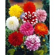Van Zyverden Dahlias, Decorative Mixed, Set of 7 Bulbs