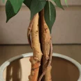 thumbnail image 4 of Colourtree 71 Inch Artificial Ficus Tree with Natural Wood Trunk, Silk Fake Ficus Tree in Plastic Nursery Pot, Faux Plant for Office Home, Indoor Outdoor Decor, 4 of 7