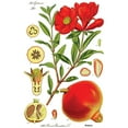 thumbnail image 3 of CafePress - Vintage Pomegranate Baseball Jersey - Cotton Baseball Jersey, 3/4 Raglan Sleeve Shirt, 3 of 4