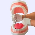 thumbnail image 6 of Enlarged Human Mouth Model Human Teeth Anatomy Model with Removable Tongue, 6 of 9