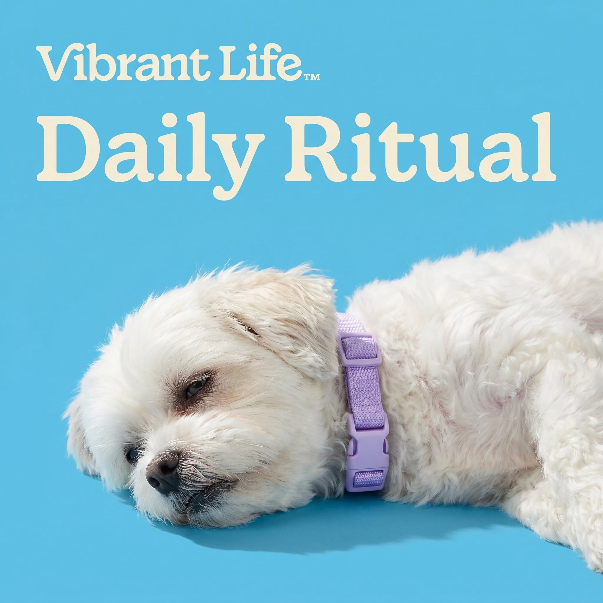 Vibrant Life Adjustable Neoprene Cushioned Dog Collar, Lilac, Medium