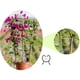 thumbnail image 1 of Hebillas De Mariposa, Pinzas De Jardinera, Pinzas Para Fijar Enredaderas, Pinzas Pequeas De Plstico, De Metal, 7, 6 Cm, Duraderas, Seguras, Para Sujetar Plantas, Guiar Enredaderas Y, UKHBMC, 1 of 6