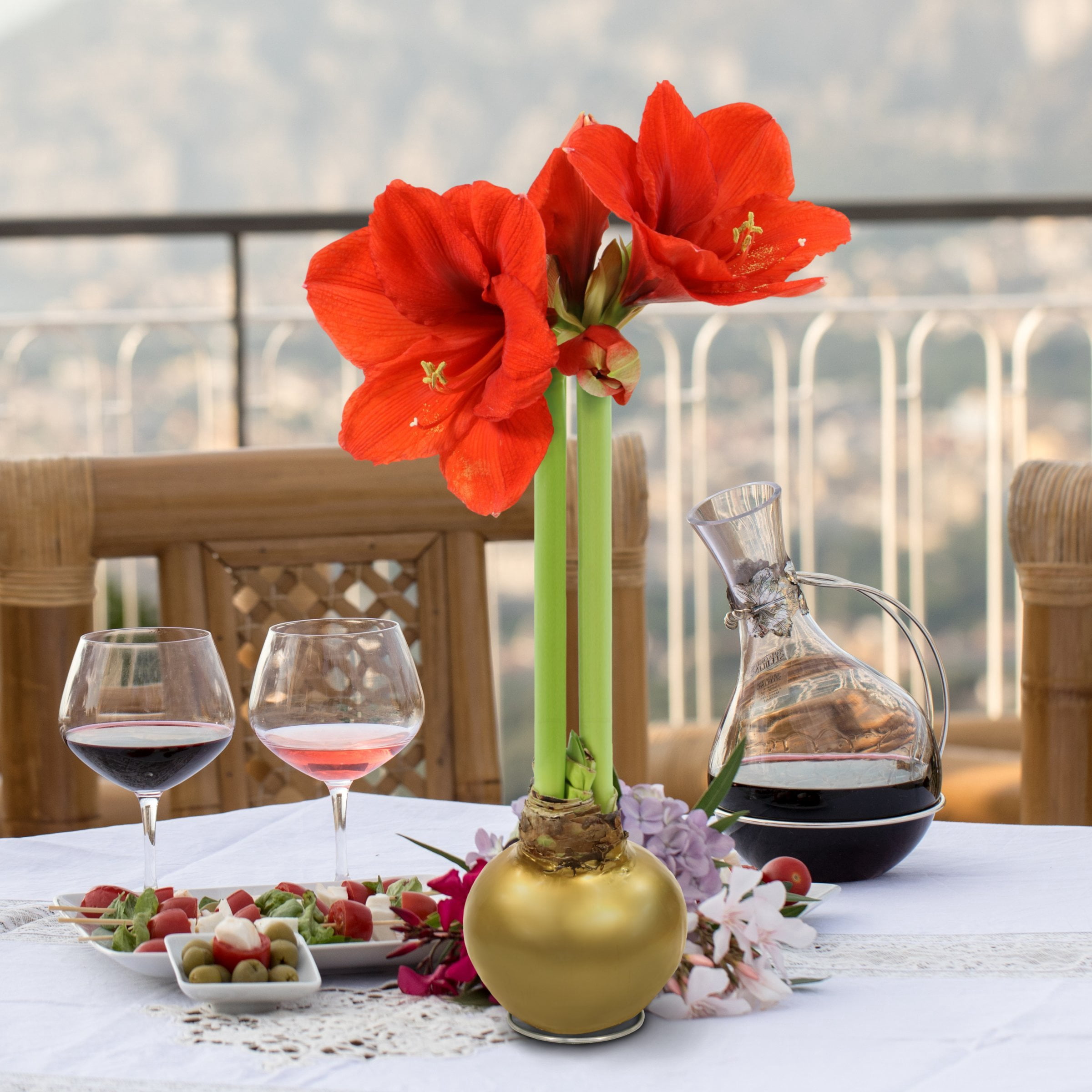 Live Ornamental/Decor Gold Waxed Amaryllis with Red Blooms with Indirect Sun- 1 Piece