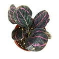 thumbnail image 7 of Calathea Dottie Prayer Plant (4" Minimalist Pot) - Colorful Foliage Houseplant for Home Office Decoration - Live, Healthy, Easy to Care Plant for Beginners, 7 of 7