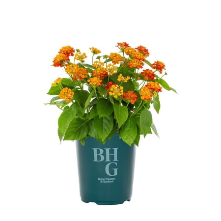 Better Homes & Gardens QT Multicolor Lantana Live Plants with Grower Pot