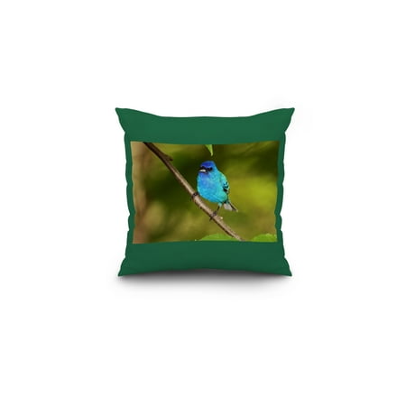 - Indigo Bunting - Lantern Press Photography (16x16 Spun Polyester Pillow, Custom Border)