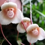 Monkey Face Orchid Seeds Dracula Simia Unique and Intriguing Orchid Ornamental U