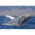 thumbnail image 2 of Posterazzi DPI12254743LARGE Breaching Humpback Whale Megaptera Novaeangliae with The West Maui Town of Lahaina in the Background Poster Print - 36 x 24 in. - Large, 2 of 4