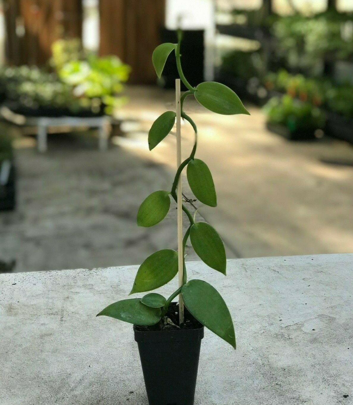 Live Orchid Plant 3/' ft Long Cutting VANILLA Planifolia Details about / 1 Beans Non-GMO