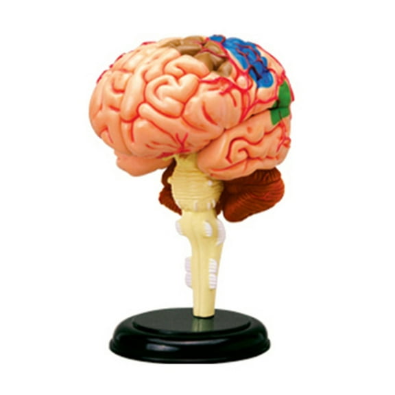 JZROCKER Detachable Human Brain Anatomical Model for Science Research Medical Learning