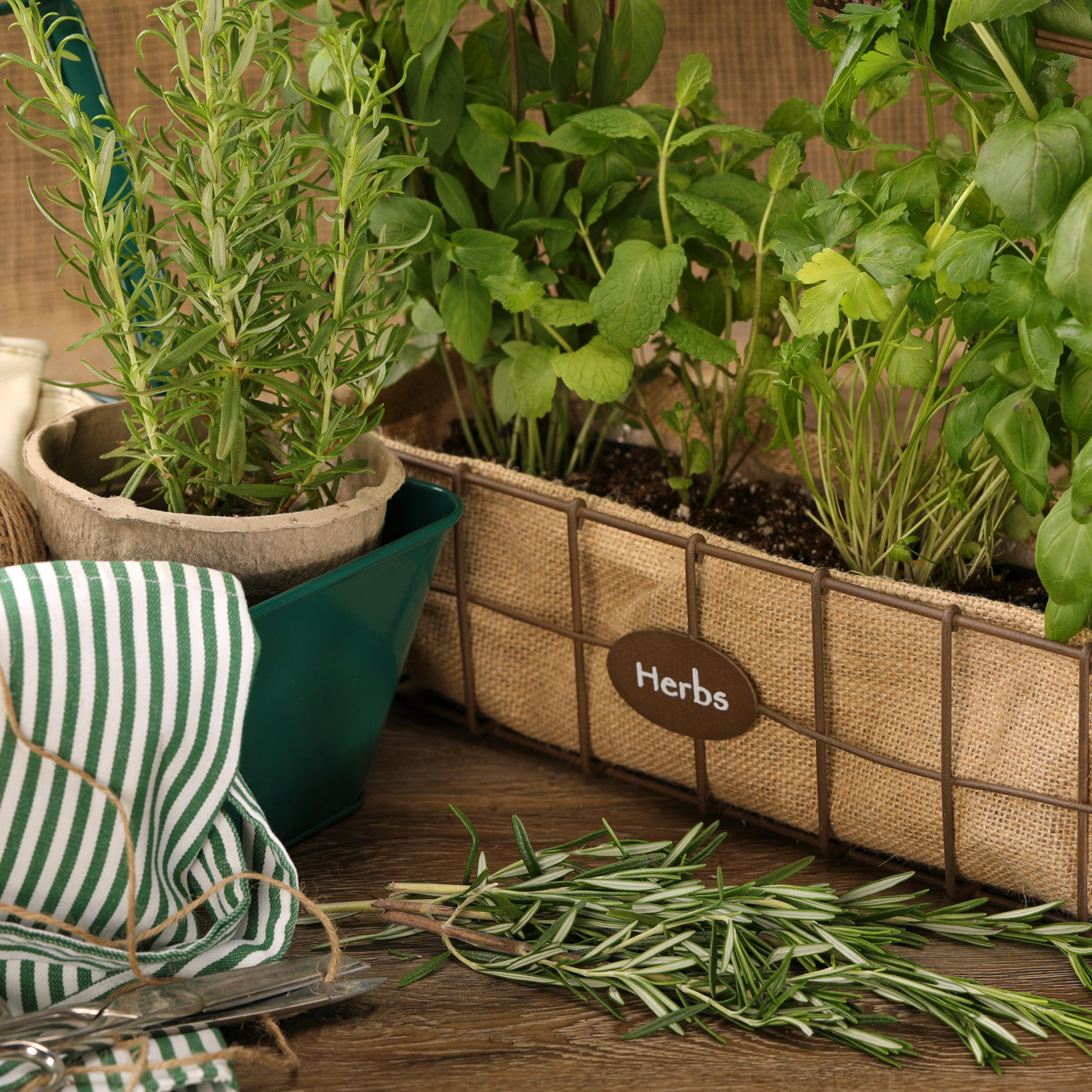 Proven Winners 4" Proven Selections Prime Rosemary Rosemary Live Herb Plant in 4.25" Pot (4 Count)