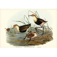 thumbnail image 2 of Gould, John 24x18 White Modern Wood Framed Museum Art Print Titled - Gallinaceous Parra-Parra gallinacea, 2 of 4