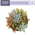 thumbnail image 6 of Element Live Succulent Garden in 5 in. Clay Pot with Accent Rim, Easy Plant Gift, Full Sun, 6 of 8