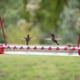 thumbnail image 4 of Comedero para colibríes con orificios para colgar comederos para pájaros, tubo transparente roj Carevas Comedero para pájaros, 4 of 5