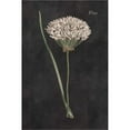 thumbnail image 2 of Great Art Now Allium I on Black by Wild Apple Portfolio, Framed Wall Art, 19W x 24.25H, 2 of 3