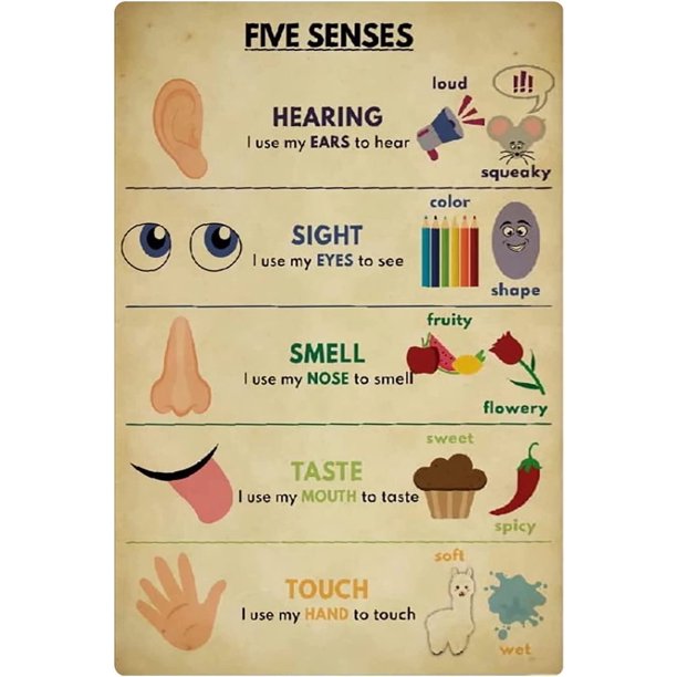 Knowledge Metal Tin Signs Five Senses Learning Chart Preschool Education Plaque Wall Decor