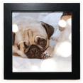 thumbnail image 1 of bulldog animal de Compagnie Lys Image Cadre Carré Noir Image Murale de Table, 1 of 3
