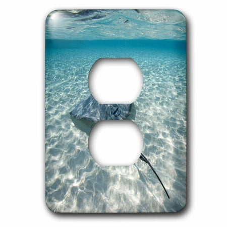 3dRose Cayman Islands, Southern Stingray in Caribbean Sea-CA42 PSO0046 - Paul Souders - 2 Plug Outlet Cover