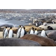 thumbnail image 2 of Goff, Ellen B. 32x23 White Modern Wood Framed Museum Art Print Titled - Southern Ocean-South Georgia-A group of king penguins-elephant seals, 2 of 4