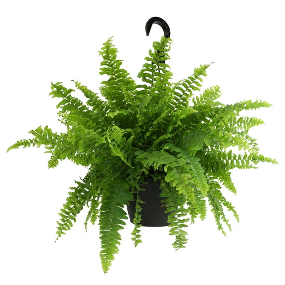 Element by Altman Plants 6in Boston Fern