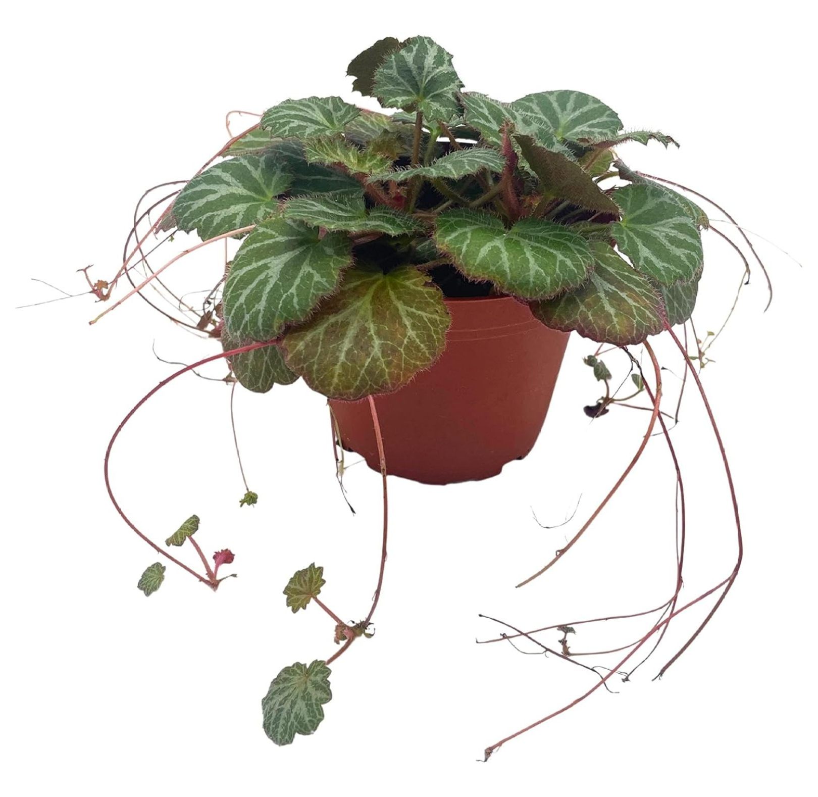 CintBllTer Strawberry Begonia in a 4 inch Pot Saxifraga stolonifera, Legacy House Plant - image 3 of 8