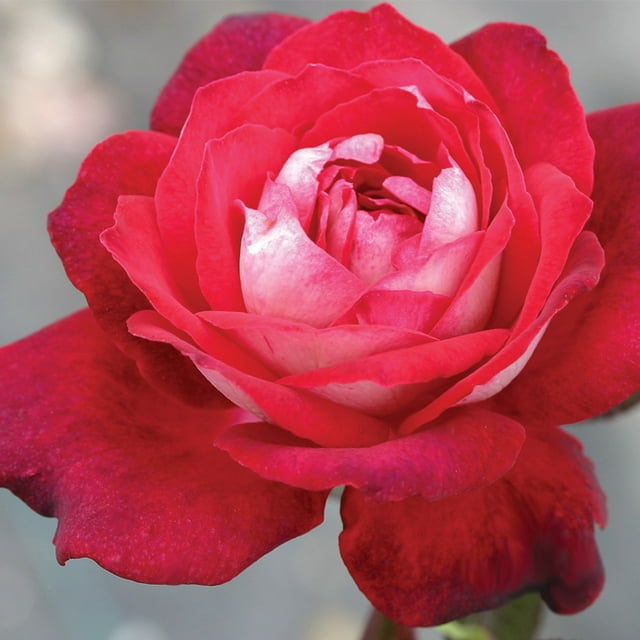 Heirloom Roses - El Catala Hardy Rose Bush - Red Rose Flowers - Walmart.com