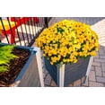 thumbnail image 3 of Vita Urbana 17"L x 17"W x 22"H Vinyl Raised Planter, Slate Gray, VT17610, 3 of 6